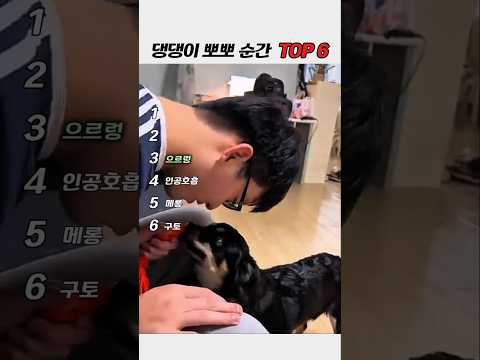 집사에게 뽀뽀 폭격하는 강아지ㅋㅋ 댕댕이 뽀뽀 순간 TOP6