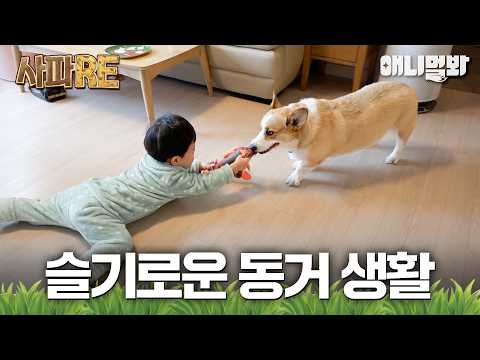 [사파RE] <strong>강아지</strong> 형 통키와 쪼꼬미 집사 웅이의 한집살림🏠 #<strong>동물농장</strong> #animalfarm