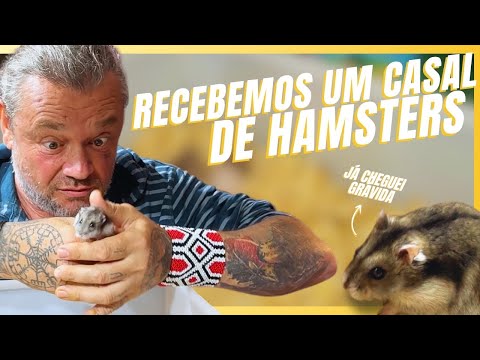 ESSA FAMÍLIA DE ROEDORES É MAIS INTERESSANTE DO QUE VOCÊ IMAGINA! | A CASA DOS BICHOS