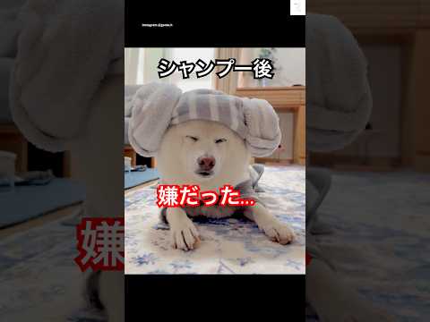 シャンプーが苦手な柴犬のユーモラスな反応をご紹介 サムネイル