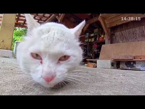 猫の動画サムネイル - 野良猫ちゅーる