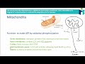 Mitochondrial Structure and Function