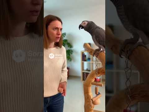 Попугай не слушает хозяйку😂🦜