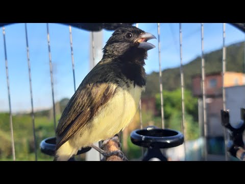 PAPACAPIM viviti original da Bhia ESQUENTE seu COLEIRO com essa MELODIA pura !!