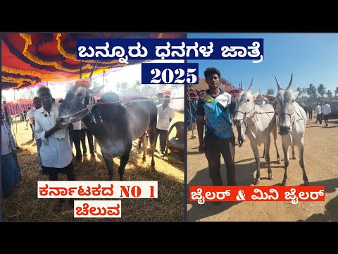 Bannur dhangala Jatre 2025| ಬನ್ನೂರು ಧನಗಳ ಜಾತ್ರೆ ಭಾಗ 2