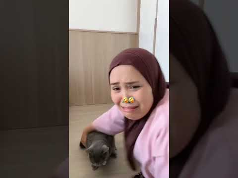 🤣🤣 #semuaorang #kucing #pororo #fypシ #kucinglucu #fypシ゚viral #cat
