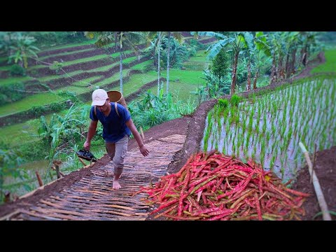 Masak kukumbu hasil panen di kebun | panen kacang merah | Hidup di Desa