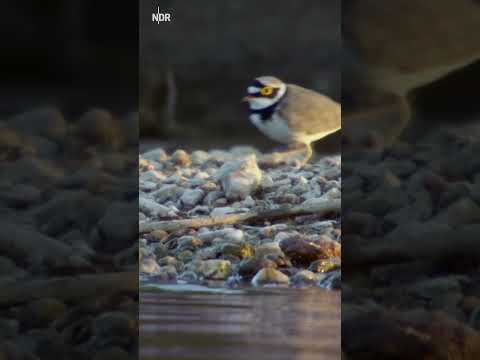 Bedrohter Flussregenpfeiffer #ndr #doku #natur #bedrohtearten