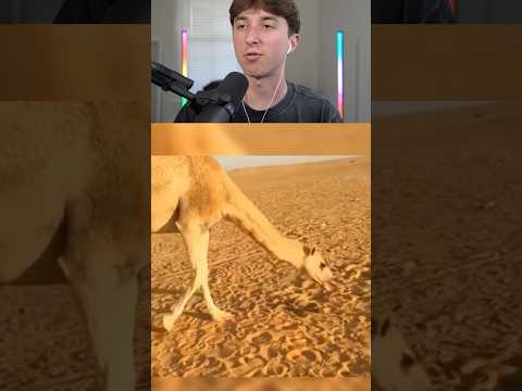 animals after rabies 🤯😱