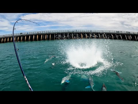 Feeding Frenzy While Fishing Pier | Monster Hooked