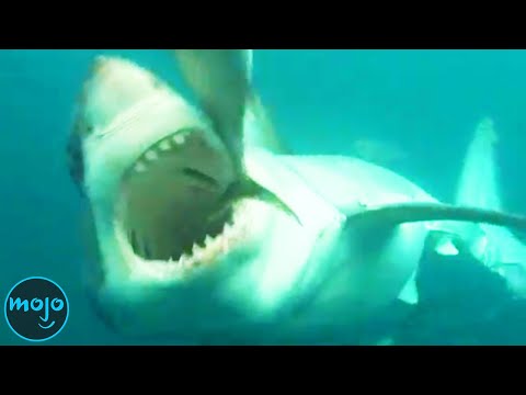 Top 30 Greatest Animal Predators