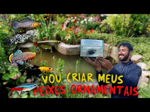 VOU CRIAR MEUS PEIXES ORNAMENTAIS!