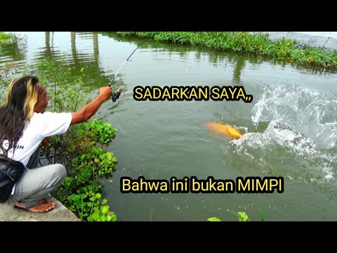 Hampir gak percaya!! di sungai sekecil ini ikannya gede banget