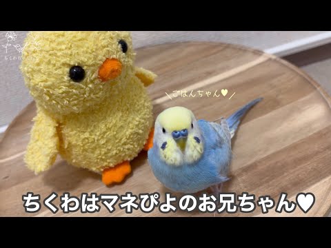 #186 マネぴよとちくわがいると可愛さ2倍です セキセイインコ 男の子 3歳 お喋り