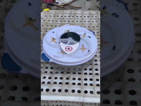 ▶️ Automatic Electric Insect Flycatcher – silent bug control ( # 3137 )