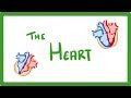 Understanding the Circulatory System
