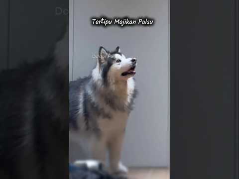 Ternyata Anjing Bisa Tertipu Juga #shorts #shortsvideo #dogshorts #dogstory #dog #anjing