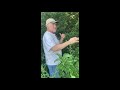 Burr Oak and Tree Knowledge