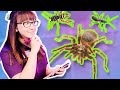 Characteristics and Classification of Arachnids