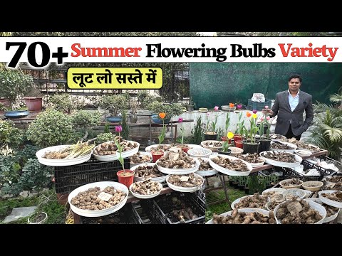 इतनी सारी 70+ Variety Summer Flowering Bulbs, लूट लो सस्ते में