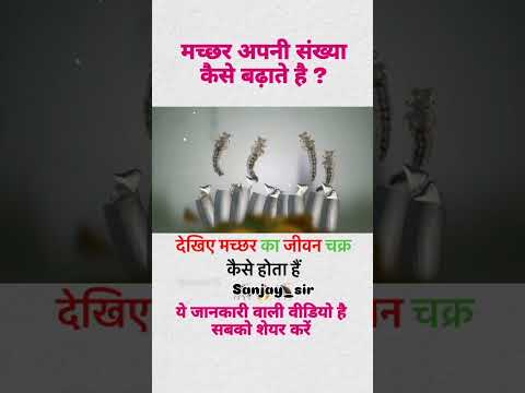 मच्छर अपनी संख्या कैसे बढ़ाते है देखिए मच्छर का जीवन चक्र