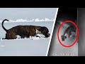 Marley's Snow Rescue Journey