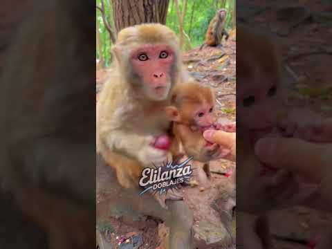 Tan fea me mira? 🤣 #monkey doblaje #monkey #funny #honduras #animals #viralvideo