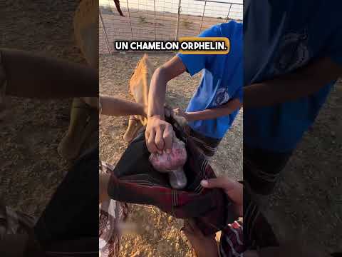 Pourquoi ces chameliers ferment la bouche des chameaux ? La vérité est choquante ! 🐪😲 #shorts