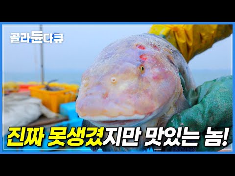 애주가들은 눈만 마주쳐도 마음이 뭉클하다는 ‘겨울철 이쁜것들’|생긴 건 진짜 두 눈 뜨고 못봐주겠지만, 입에 넣는 순간 세상에서 가장 아름다운 물고기|한국기행|#골라듄다큐