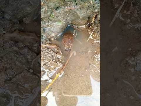 Ini namanya belut malu-malu