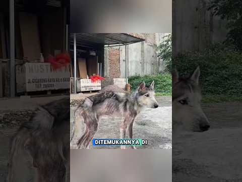 Anjing Ini Kelaparan di Jalan 😭 #shorts #animals