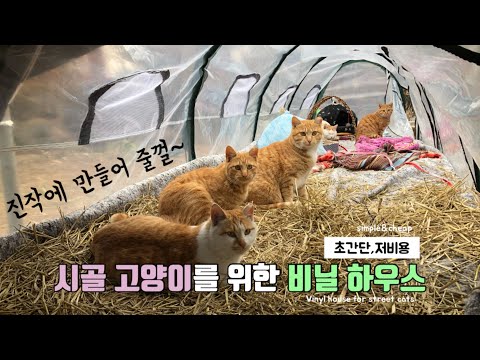 추운 겨울 길고양이들을 위해 대형비닐하우스를 마당에 설치해 주었더니…