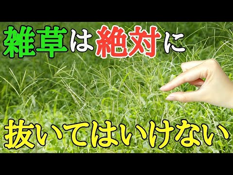 雑草対策|なぜ雑草を抜くと逆に増えてしまうのかについて