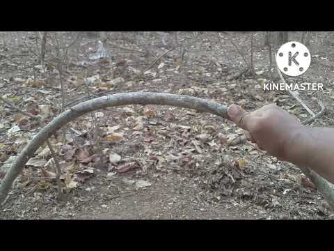 Fatal Armadilha de tatu peguei um pra provar| Amazing trap of armadillo! continuidade do vÃdeo link?