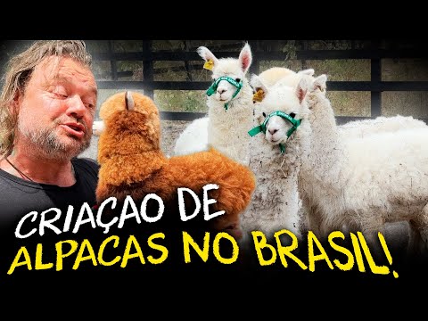 DO PERU AO BRASIL: A JORNADA DAS ALPACAS DE ALTA GENÉTICA!