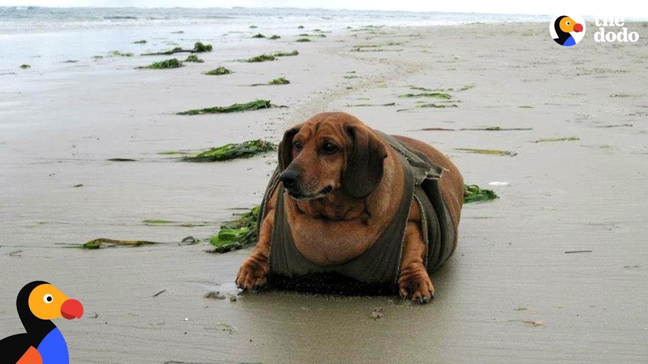 Obese Dachshund Loses 50 Pounds - OBIE