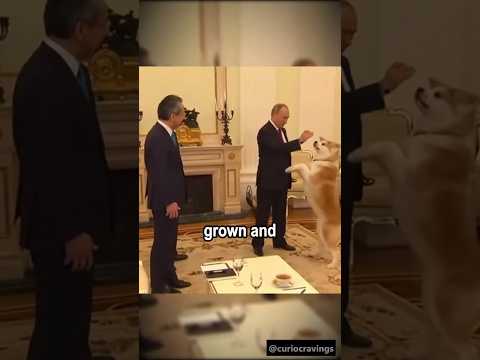 Why Putin Rejected a Dog Gift from Japan? #putin #dog #doglover