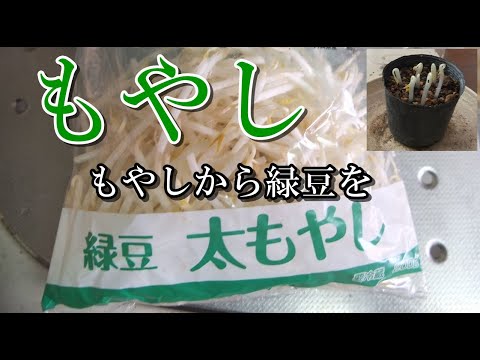 【もやしから緑豆を】今回は緑豆もやしで挑戦、ちょん切って 土に挿したらビックリ