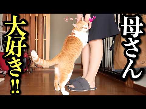 母命！母が好きすぎてストーカー化する猫｜ワーママ兼YouTuberの一日