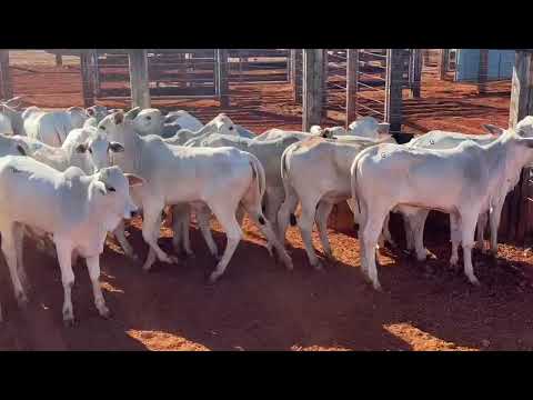 LOTE 42 