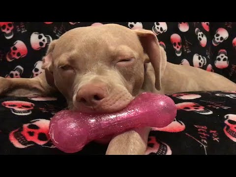 Rescue dog's heartbreaking response to toy