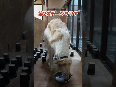 ボルゾイのいる廊下に3つの障害物を設置してみたら…#shorts