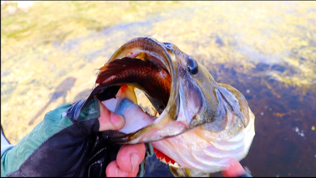 Top 11 Craziest Fishing Moments!