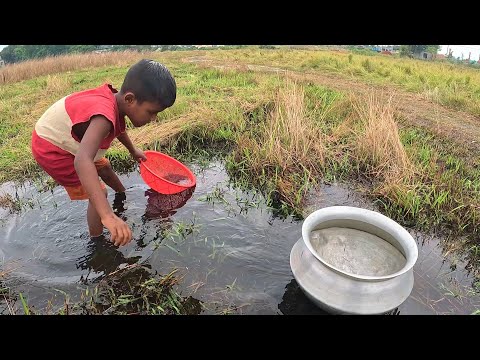 Village Boy Hand Fishing Video In Rain Water|