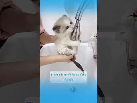 Cách giúp mèo sống khỏe, tránh nguy hiểm #shots  #mèo #cat