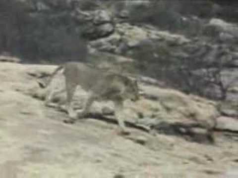 christian the lion