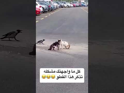 كل ما واجهتك مشكله تذكر هذا القطو
