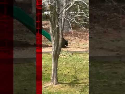 Bear caught on camera taking ride down family's slide. #Connecticut #BBCNews