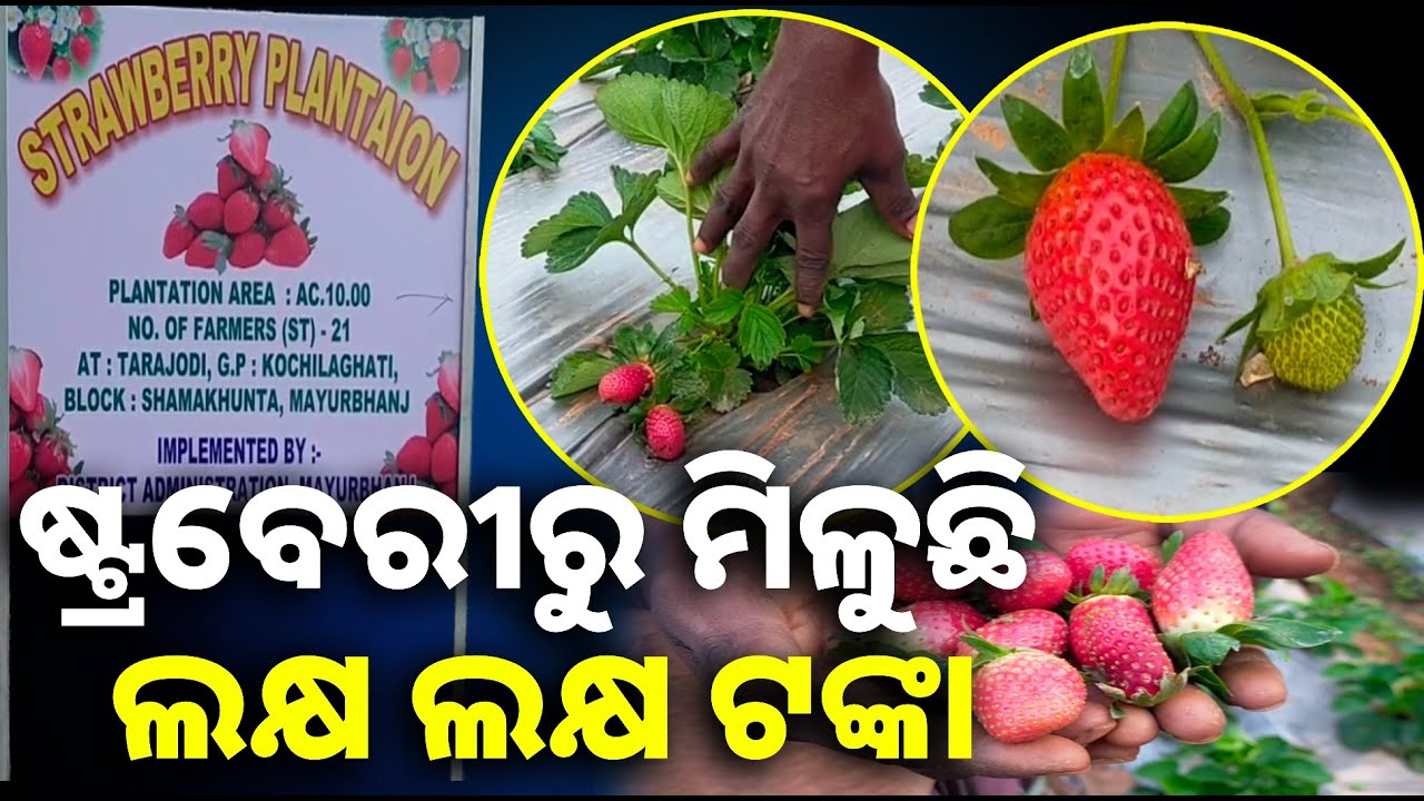 ଅଳ୍ପ ଦିନରେ ଅଧିକ ଲାଭ, ପ୍ରଥମ ଥର ପାଇଁ ଶିମିଳିପାଳରେ ଆରମ୍ଭ ହୋଇଛି ଷ୍ଟ୍ରବେରୀ ଚାଷ || Knews odisha