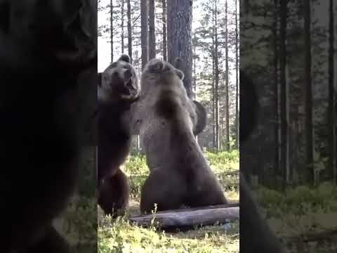 suara beruang| bear sound#short #shorts #viral #shortvideo